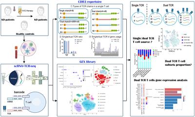 scRNA+TCR-seq reveals the pivotal role of dual receptor T lymphocytes in the pathogenesis of Kawasaki disease and during IVIG treatment